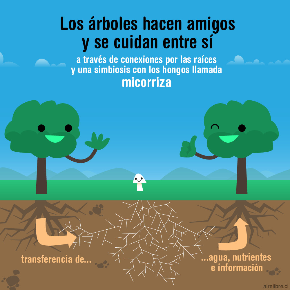 Los hongos y la internet de los árboles - Aire Libre