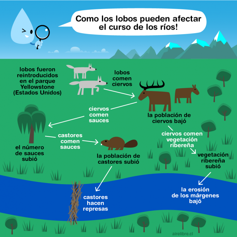 Como los lobos afectan el curso de los ríos - Aire Libre