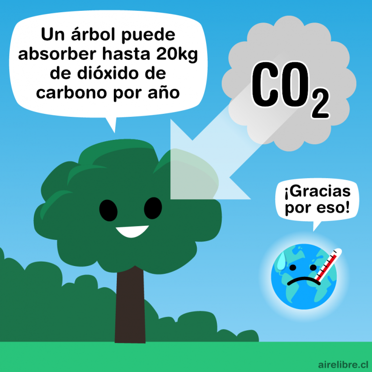  Cuánto Carbono Absorbe cada Árbol?
