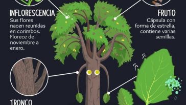 como-la-savia-circula-por-el-arbol -aire-libre-educacion-ambiental-traduccion-portugues-espanol-por-diego-weissel  - Aire Libre